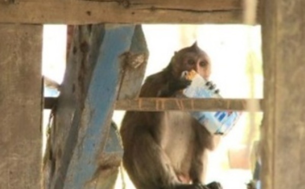 Insolite : Un village pillé par des macaques