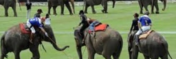 Insolite : Jouer au polo à dos d’éléphants