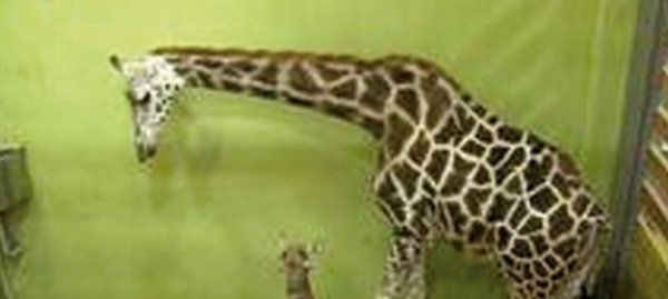 Une girafe établit un nouveau record dans un zoo en Corée