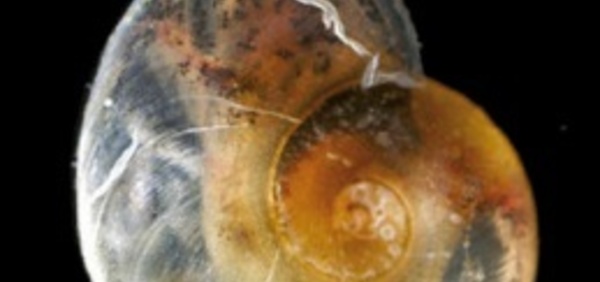 Un nouvel escargot, totalement transparent, découvert dans une grotte souterraine