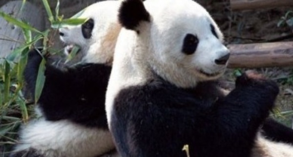 Quand un couple de Pandas sème la discorde politique en Belgique