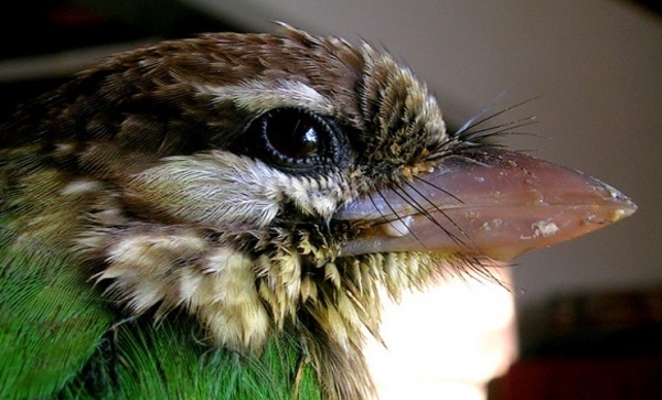 Comment les oiseaux ont obtenu leurs ailes