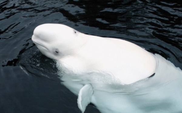 Les baleines blanches, des spécimens mystérieux et particulièrement rares