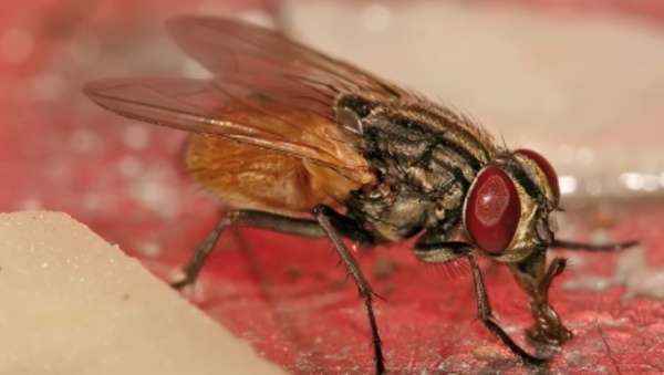 La mouche femelle préfère s'accoupler avec un seul mâle... ou son frère