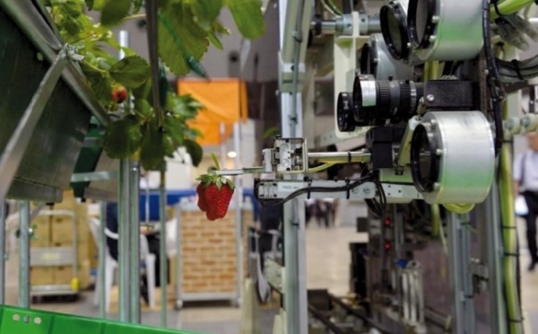 Un robot pour récolter les fraises bien mûres