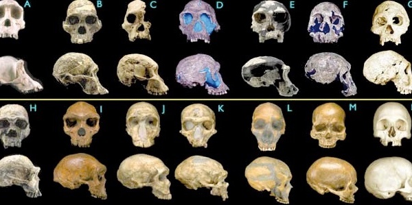 Le cerveau de l’Homme n’est pas si différent de celui des autres primates