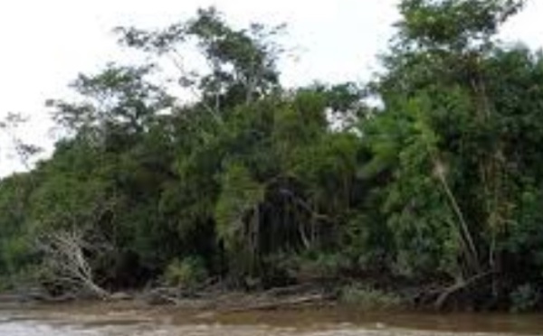 Combien d’arbres la forêt amazonienne abrite-t-elle ?