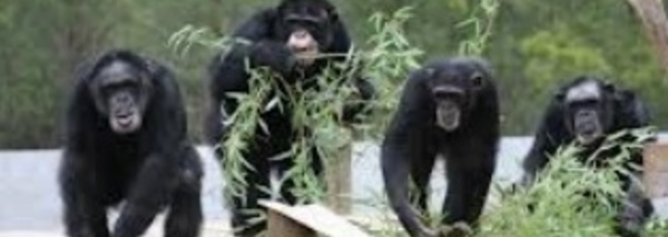 Les chimpanzés font appel à leur mémoire pour mieux se nourrir