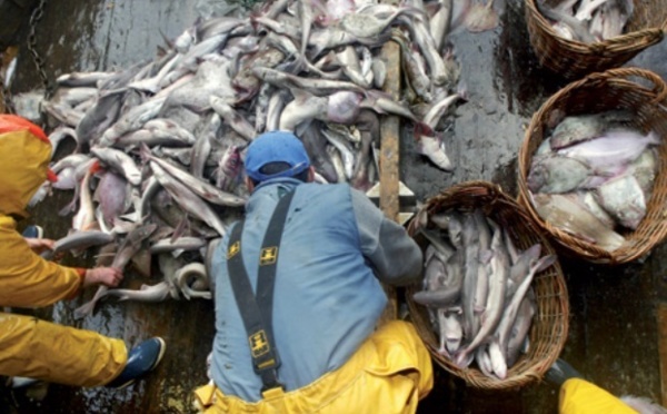 Des richesses halieutiques dilapidées au Sud du Maroc