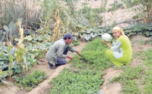 Coup d’envoi de l’Année internationale de l’agriculture familiale aux Nations unies