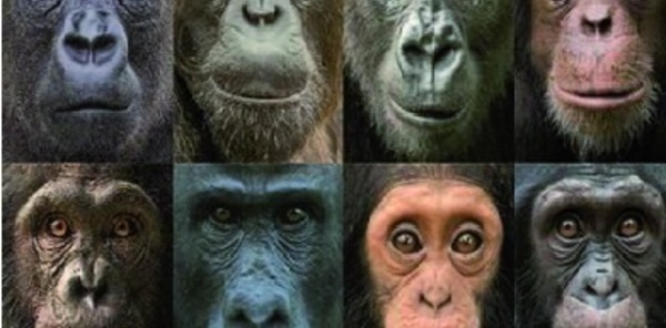 Pourquoi existe-t-il une aussi grande diversité de visages chez les primates ?