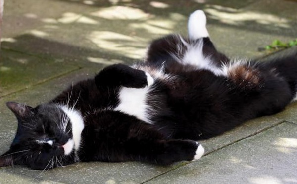 Le chat sait reconnaître la voix de son maître, il choisit juste de l’ignorer