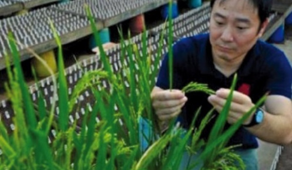 Un gène susceptible de faire exploser les rendements de riz