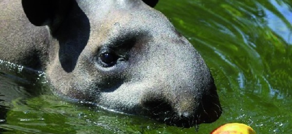 Identification d’une nouvelle  espèce de tapir en Amazonie