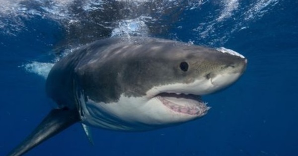 En Australie, les requins utilisent Twitter pour signaler leur approche