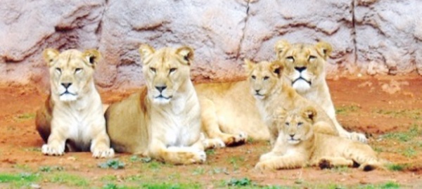 Visite guidée du Jardin  zoologique de Rabat