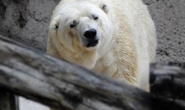 Insolite : Arturo, ours polaire argentin déprimé, lorgne vers le Canada