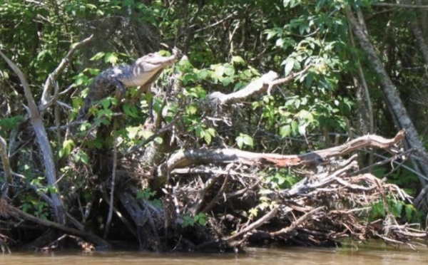 Des crocodiles sur les arbres