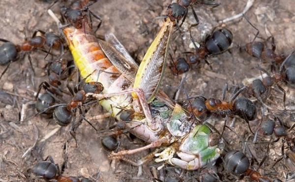 Les fourmis, des insectes encore plus forts qu'on ne le pense?