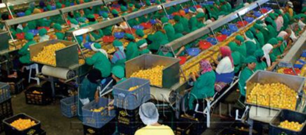 Maroc/Royaume-Uni : Focus sur les opportunités d’investissement dans l’ agroalimentaire