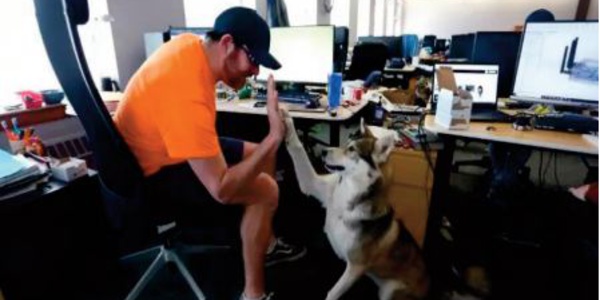 Au Canada, les chiens s ’invitent au bureau de leur maître