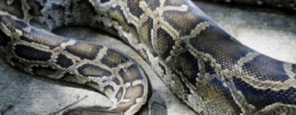 Le python voyageur  ne perd jamais le nord