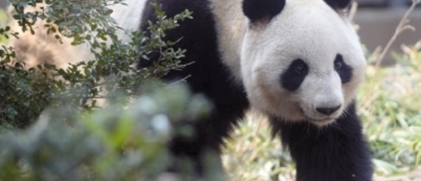 Les pandas géants ont un faible pour le sucre