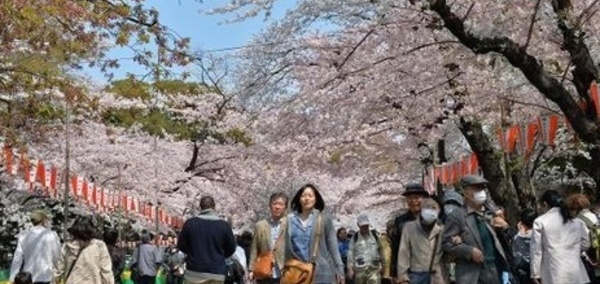 Le printemps au Japon: beauté des cerisiers en fleurs, douleur du rhume des foins