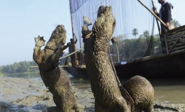 Au Bangladesh, la tradition de la pêche à la loutre en voie d’extinction