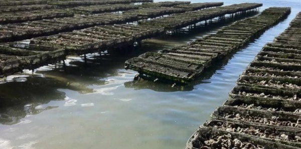 Interdiction de la  commercialisation  des huîtres de Oualidia
