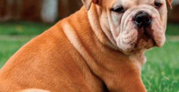 Le bulldog anglais souffre de la gueule faisant son succès