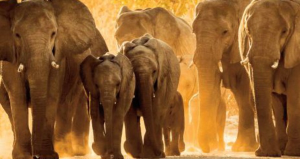 Chez les éléphants, la vie en société aide les orphelins à s'en sortir