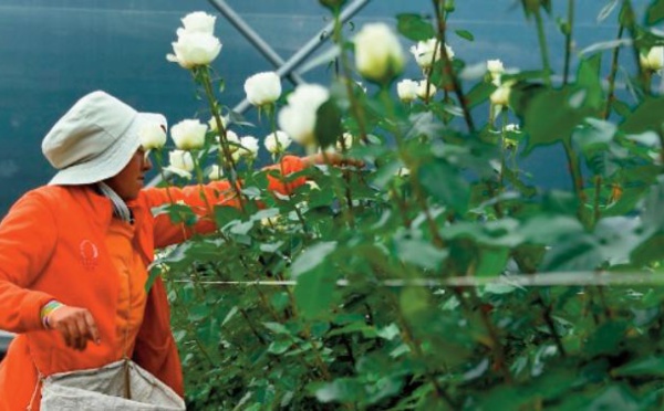La course d'obstacles des roses équatoriennes pour arriver sur les étals du monde