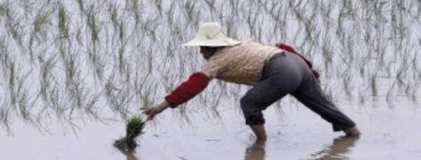 Blé et riz, source des différences culturelles nord-sud en Chine