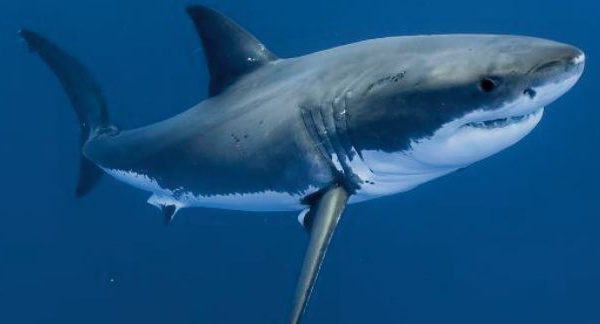 Au large de la côte-Est américaine, les requins blancs de plus en plus nombreux