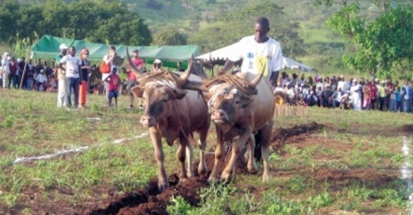 Développer l'agriculture pour relever le défi alimentaire