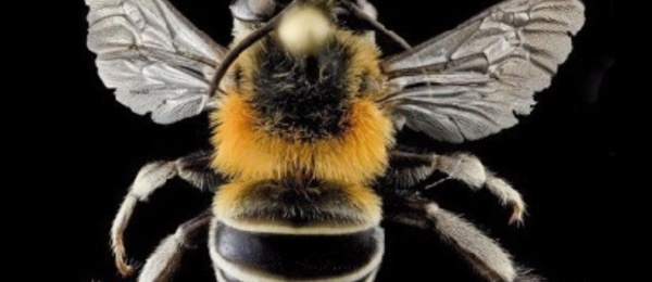 Les araignées au secours des abeilles