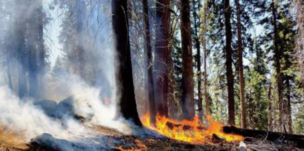 Incendies : Comment redonner vie à nos forêts ?