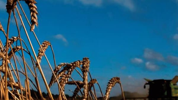 Les prix des produits alimentaires poursuivent leur trend baissier à l’échelle mondiale