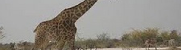 Comment la girafe fait-elle pour tenir ses fines pattes ?