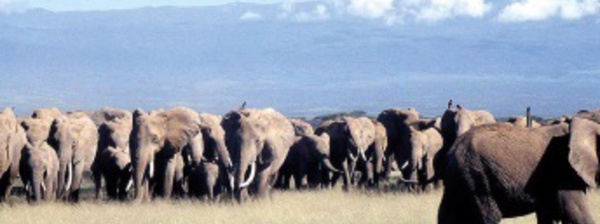 Le dur combat pour sauver les éléphants de Tanzanie