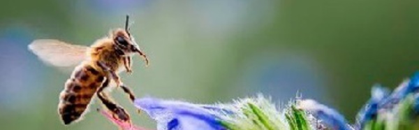 Les abeilles plus sensibles aux pesticides quand la météo est mauvaise