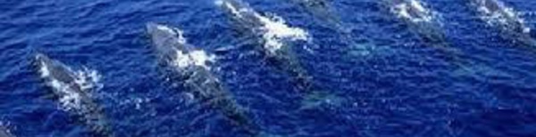Modifier les routes maritimes pour sauver les baleines bleues