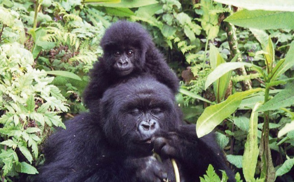 Dans la jungle ougandaise, les gorilles protégés par les touristes
