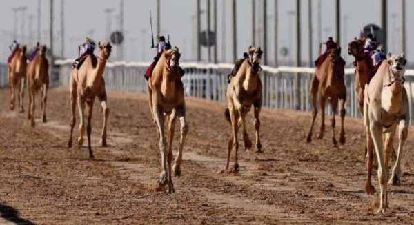 Au Qatar, les courses de dromadaires plus prisées que le foot