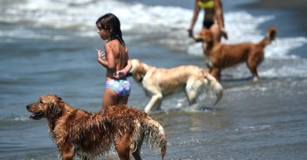 Sur le littoral romain, une plage qui a du chien