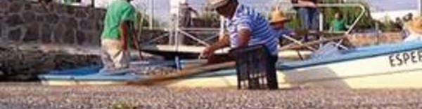 Des milliers de poissons retrouvés morts dans un lac mexicain