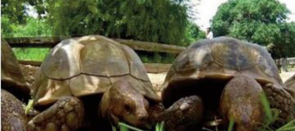 De Monaco au Sénégal, 46 tortues menacées renouent avec la terre d'Afrique