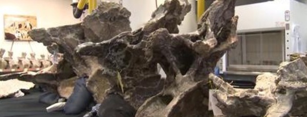 Le fossile du plus énorme dinosaure  de l’histoire découvert en Argentine