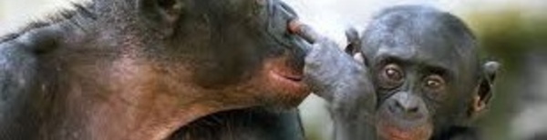 ​Les chimpanzés sont-ils légalement des personnes ?